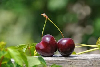 Two ripe cherries resting on a wooden fence, surrounded by vibrant green leaves, creating a natural and rustic scene.