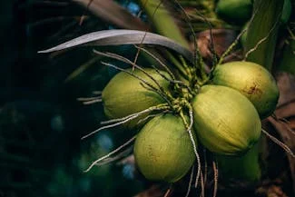  A tall coconut tree adorned with clusters of green coconuts, surrounded by rich green leaves.