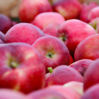 A neatly arranged pile of apples, featuring a variety of colors and sizes, emphasizing their freshness and appeal.