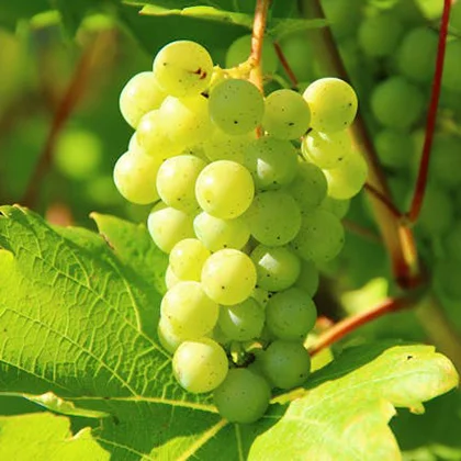 A cluster of green grapes suspended from a vine, showcasing their fresh and vibrant appearance against a natural backdrop.