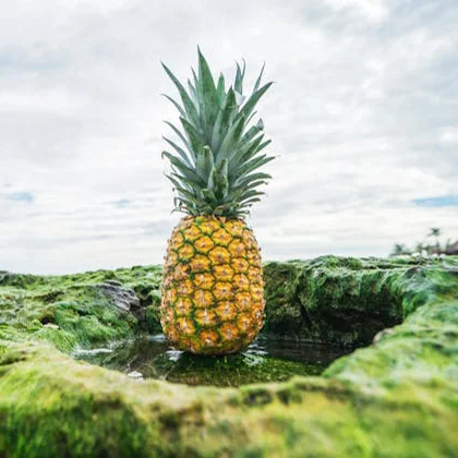 A pineapple rests atop a moss-covered rock, showcasing a vibrant contrast between the fruit and the natural surroundings.