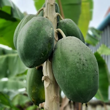 A healthy papaya tree adorned with green fruits, surrounded by rich green leaves in a sunny environment.