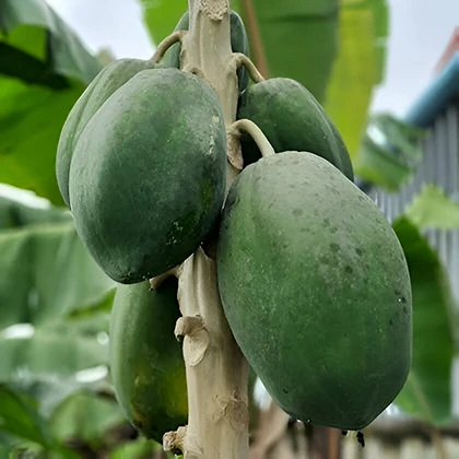 A healthy papaya tree adorned with green fruits, surrounded by rich green leaves in a sunny environment.