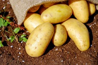 A sack of potatoes placed on the ground, highlighting the rustic charm and organic appeal of the harvested produce.