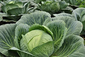 Lush cabbage plants thriving in a well-maintained field, showcasing their rich green foliage.