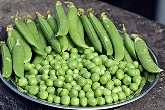 A plate overflowing with fresh green peas, emphasizing their rich color and inviting look, perfect for a healthy meal.