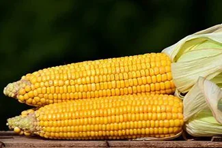 A close-up of fresh corn on the cob, showcasing its bright yellow kernels and green husk, ready for cooking or eating.