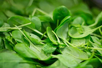 A close-up of leafy green spinach, emphasizing its freshness, widely utilized in a variety of dishes for flavor and nutrition.