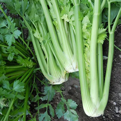 A vibrant bunch of celery stalks, displaying their fresh green color and crisp texture, ready for culinary use.