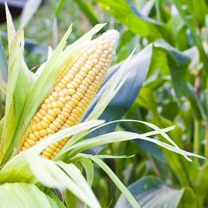 A close-up of a corn ear maturing in a vibrant field, showcasing the beauty of agriculture and the promise of harvest.