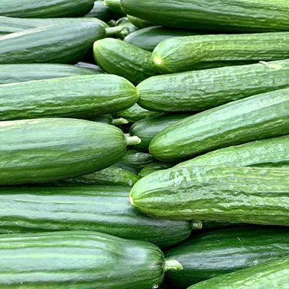 A substantial collection of green cucumbers arranged in a heap, highlighting their freshness and natural sheen.