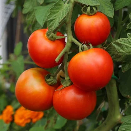 A healthy tomato plant bearing ripe tomatoes, flourishing in a well-tended garden environment.