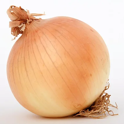 An onion displayed against a stark white background, highlighting its round shape and textured outer layers