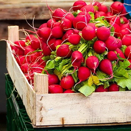 A rustic wooden crate overflowing with bright red radishes, highlighting their freshness and natural appeal.