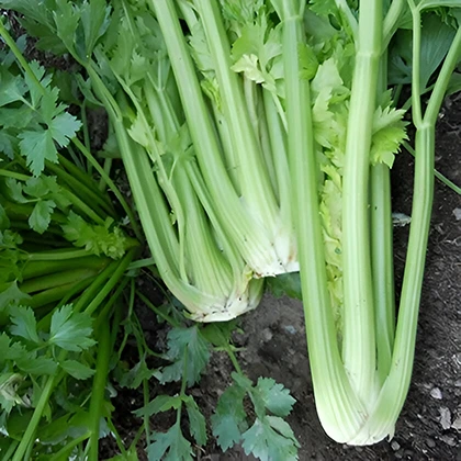 A vibrant bunch of celery stalks, displaying their fresh green color and crisp texture, ready for culinary use.