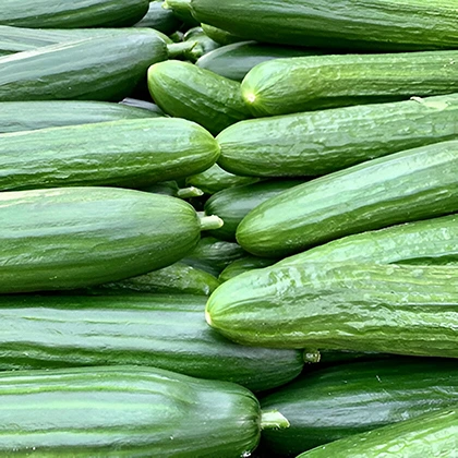 A substantial collection of green cucumbers arranged in a heap, highlighting their freshness and natural sheen.