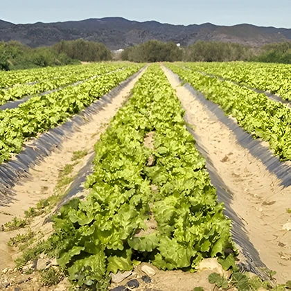 A lush field filled with rows of growing lettuce, showcasing the rich green foliage in a sunny agricultural setting.