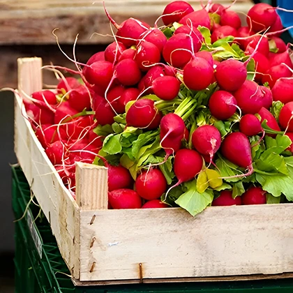 A rustic wooden crate overflowing with bright red radishes, highlighting their freshness and natural appeal.